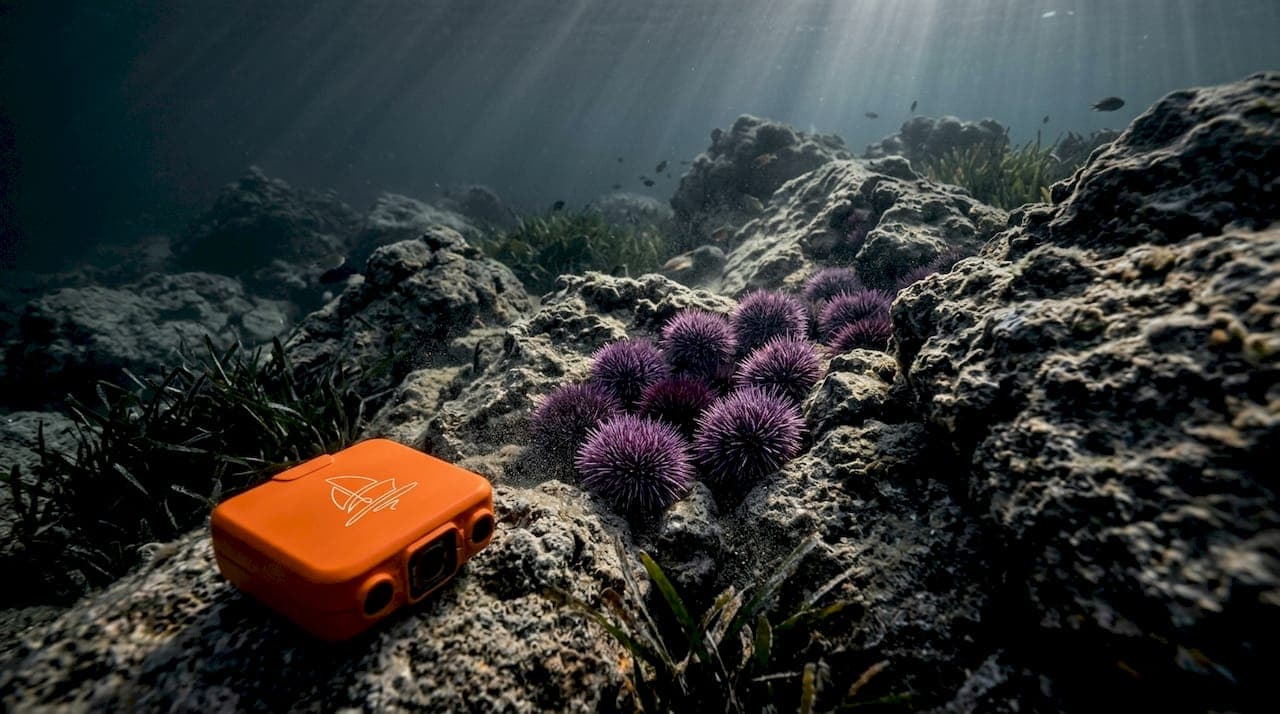 Sea Urchins in Croatia: Habitat, Food, and Conservation